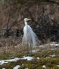 Great White Egret