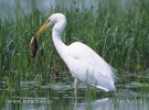 Great White Egret