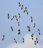 Great White Pelican