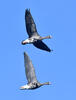 Greated White-fronted Goose