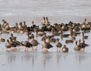 Greated White-fronted Goose