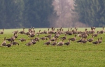 Greated White-fronted Goose