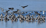 Greated White-fronted Goose