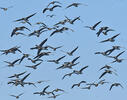 Greated White-fronted Goose