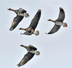 Greated White-fronted Goose