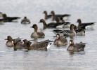 Greated White-fronted Goose