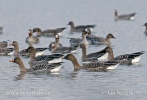 Greated White-fronted Goose