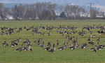 Greated White-fronted Goose