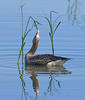 Greated White-fronted Goose