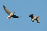 Greated White-fronted Goose