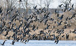 Greated White-fronted Goose