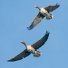 Greated White-fronted Goose