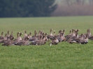 Greated White-fronted Goose