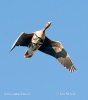 Greated White-fronted Goose