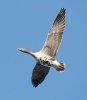 Greated White-fronted Goose