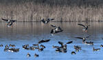 Greated White-fronted Goose