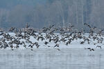 Greated White-fronted Goose