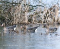 Greated White-fronted Goose