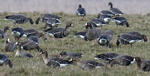 Greated White-fronted Goose