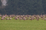 Greated White-fronted Goose