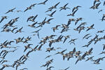 Greated White-fronted Goose