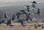 Greated White-fronted Goose