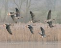 Greated White-fronted Goose