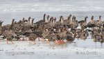 Greated White-fronted Goose