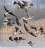 Greated White-fronted Goose