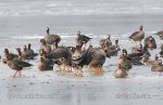 Greated White-fronted Goose