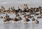 Greated White-fronted Goose