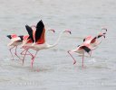 Greater Flamingo