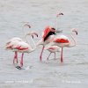 Greater Flamingo