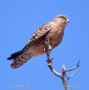 Greater Kestrel