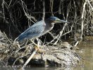 Green-backed Heron