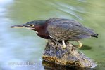 Green-backed Heron