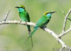 Green Bee-eater