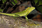 Green Forest Lizard