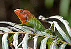 Green Forest Lizard