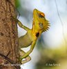 Green Forest Lizard