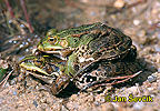 Green Frog