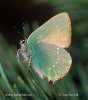 Green Hairstreak