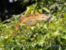 Green Iguana