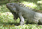 Green Iguana