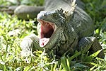 Green Iguana