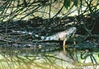 Green Iguana