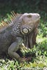 Green Iguana