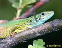 Green Lizard