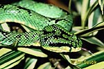 Green Pit Viper