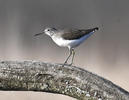 Green Sandpiper